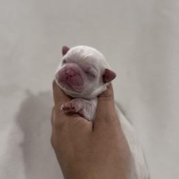 French Bulldog and Shih Tzu Puppies from Puppy Paper House