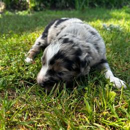 Bran - Blue merle male Australian Shepherd puppy in Butler, Georgia from Aussies at Howling Hill Farm
