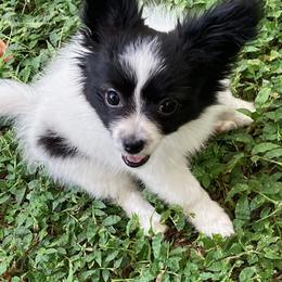 Papillon Puppies from Sequence Papillon