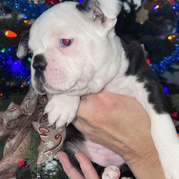 Boston Terrier Puppies from BT Woof Pack