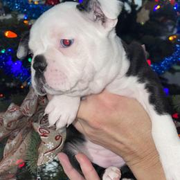 Boston Terrier Puppies from BT Woof Pack