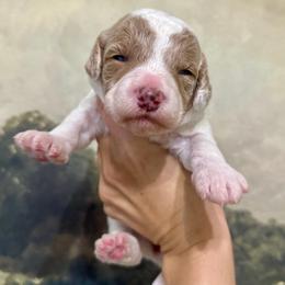 Priscilla - Cream female Assorted Doodle Crosses puppy in West Monroe, Louisiana from Southern Haven Doodles
