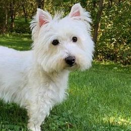 West Highland White Terriers from 2 Cute Westies