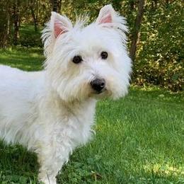 West Highland White Terriers from 2 Cute Westies