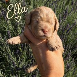 Ella (Cinderella) - Golden female Cockapoo puppy in Millville, California from Hope Lane Kennels