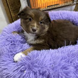 Red tri snip - Red tri female Miniature Australian Shepherd puppy in Graham, North Carolina from Thompson Farm Mini Aussies