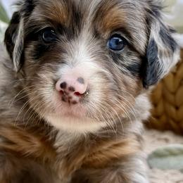 Edith - Merle female Bernedoodle puppy in Peterstown, West Virginia from To Love A Doodle