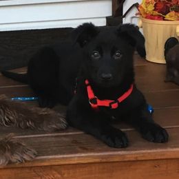 German Shepherd Puppies from Zu Wyrd