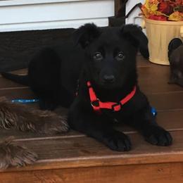 German Shepherd Puppies from Zu Wyrd