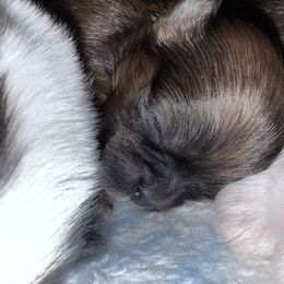 Wednesday - Red female Shih Tzu puppy in Lakewood, Ohio from Purelyshihtzupups