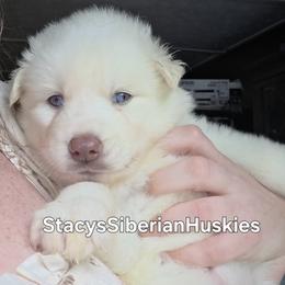Cloud - White female Siberian Husky puppy in Savannah, Georgia from Stacy's Siberian Huskies
