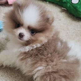 DUTCH - 3,000 dollars - Blue male Pomeranian puppy in Amelia, Ohio from Boujee Puff Poms