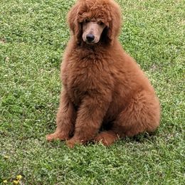 Boy 4 - Red  Poodle puppy in Texas from Rosevly Standard Poodles