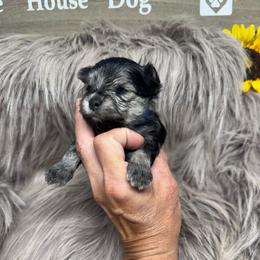 Happy blue color - Black & tan tri-color male Morkie puppy in Taylorsville, North Carolina from Mountain Top Hot Tailz