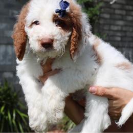 Australian Labradoodle and Double Doodle Puppies from Love Me Pooch