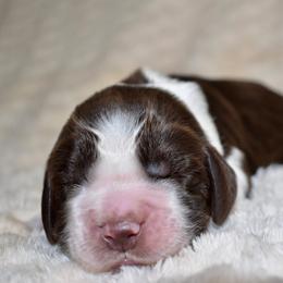Toto - Liver and white male English Springer Spaniel puppy in Chapmansboro, Tennessee from Balthrop Bend Farms