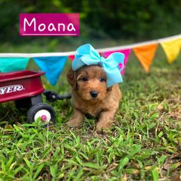 Moana - female Cavapoochon puppy in Bullard, Texas from Cavapoochon Central LLC