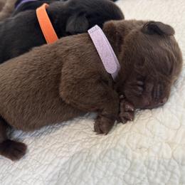 Lilac - Chocolate female Labrador Retriever puppy in North East, Pennsylvania from Newara’s Dog House LLC