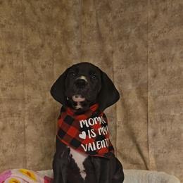 Zero - Black and white male Great Dane puppy in Caldwell, Idaho from Miner's Dynamic Danes