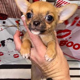 Chloe - Red and white female Chihuahua puppy in Palmyra, Indiana from Country Star Chihuahuas