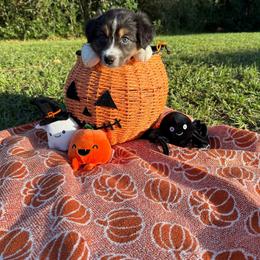 Mermaid - Black tri-color female Australian Shepherd puppy in Weeki Wachee, Florida from Ace of Spades Australian Shepherds