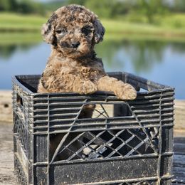 Aussiedoodle, Cockapoo, and Goldendoodle Puppies from Hilltop Doodles KY LLC