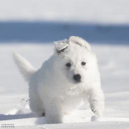 Red boy - White male Berger Blanc Suisse puppy in Chestnut, Illinois from Fireside Fernweh