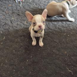 Taylor (yellow collar) - Lilac male Boston Terrier puppy in Red Rock, Arizona from Knucklez Kids
