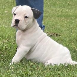 Rolo (White, Ear Patch) - White male American Bulldog puppy in Three Rivers, Michigan from Jemms Kennels