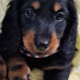 Dachshunds and Poodles from BW Poodles and Dachshunds