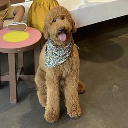 Moosy - Goldendoodle