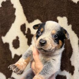 Timothy - Blue speckled male Australian Cattle Dog puppy in Rosharon, Texas from 4Surge Cattle Dogs