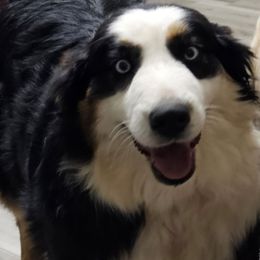 Bella - Australian Shepherd