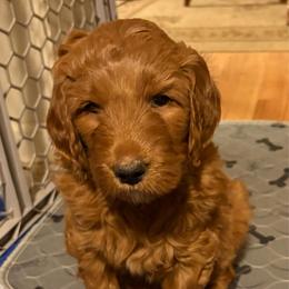 Jasmine - Red  female Goldendoodle puppy in Indiana, Pennsylvania from Kathy's Doodles