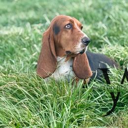 Basset Hounds from Walters Hollow Hounds