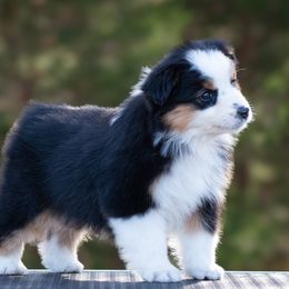 Oakley - Black tri female Miniature American Shepherd puppy in Omaha, Arkansas from Ashland Miniature American Shepherds & Miniature Australian Shepherds