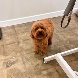 Jojo - Poodle