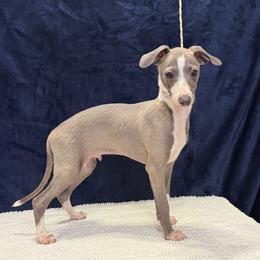 Baron Von Munchhausen - Blue fawn male Italian Greyhound puppy in Vienna, Georgia from Marchwind Farm