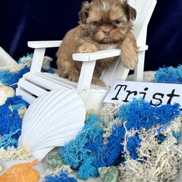 Shih Tzu Puppies from LaDawn’s Little Lions