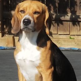 Beagles from Tailwindfarm