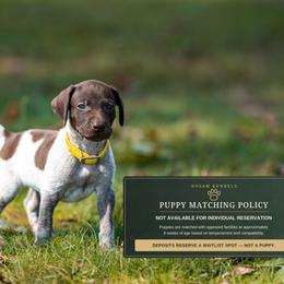 Boo (please fill out an application if interested) - Liver roan male German Shorthaired Pointer puppy in Greensburg, Kentucky from Nosam Kennels- Hungarian Vizslas, and German Shorthairs Located in Kentucky