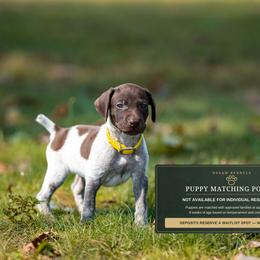 Boo (please fill out an application if interested) - Liver roan male German Shorthaired Pointer puppy in Greensburg, Kentucky from Nosam Kennels- Hungarian Vizslas, and German Shorthairs Located in Kentucky
