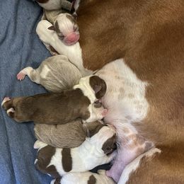 Boston Terrier Puppies from Bluffview Boston