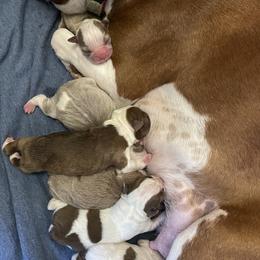 Boston Terrier Puppies from Bluffview Boston
