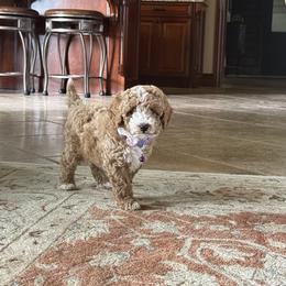 Cavapoo, Cockapoo, Goldendoodle, and Maltipoo Puppies from Perdue Puppies