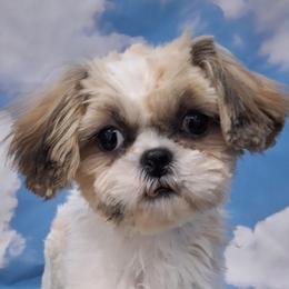Mya - Shih Tzu