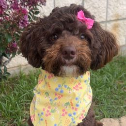 Lola - Goldendoodle