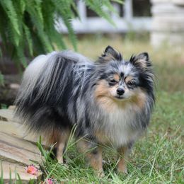 Kenzie - Pomeranian
