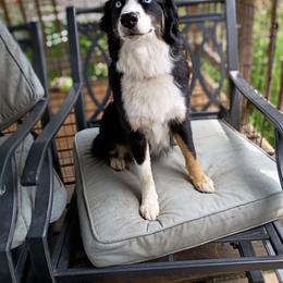 Australian Shepherd puppies from Rothsolid Aussies