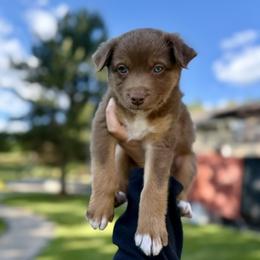 Boy 4 - male Australian Shepherd puppy in Washington from LIT Australian Shepherds
